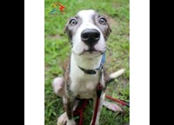 臺中市動物之家后里園區,編號:463334, 混種犬          