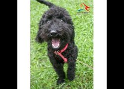 臺中市動物之家后里園區,編號:466251, 標準貴賓犬