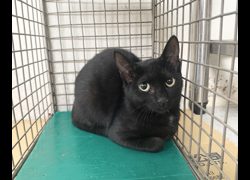 臺北市動物之家,編號:469742, 混種貓                 