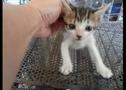 新竹市動物保護教育園區,編號:469755, 混種貓                 