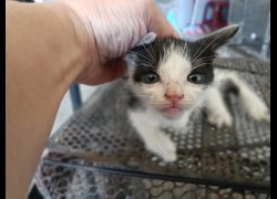 新竹市動物保護教育園區,編號:469756, 混種貓                 