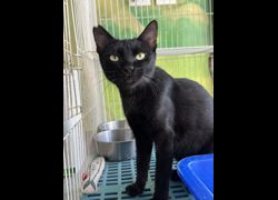 苗栗縣動物保護教育園區,編號:469764, 混種貓                 