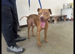 桃園市動物保護教育園區,編號:469768, 比特犬之混種犬