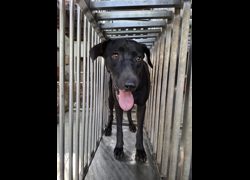 臺南市動物之家善化站,編號:469777, 混種犬          