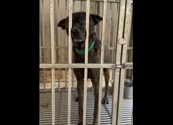 臺南市動物之家善化站,編號:465705, 混種犬          