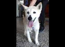 宜蘭縣流浪動物中途之家,編號:469785, 柴犬                  