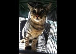 宜蘭縣流浪動物中途之家,編號:469789, 混種貓                 