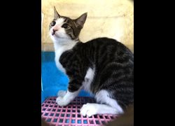 宜蘭縣流浪動物中途之家,編號:469791, 混種貓                 