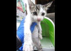 宜蘭縣流浪動物中途之家,編號:469793, 混種貓                 