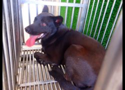 南投縣公立動物收容所,編號:469802, 混種犬          