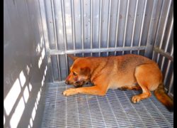 南投縣公立動物收容所,編號:469803, 混種犬          