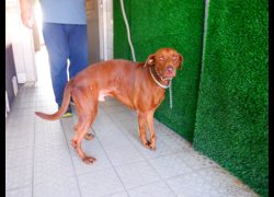 南投縣公立動物收容所,編號:469804, 混種犬          