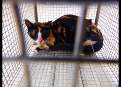 南投縣公立動物收容所,編號:469806, 混種貓                 
