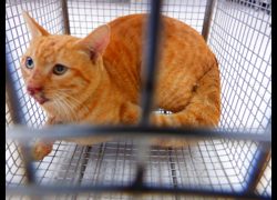 南投縣公立動物收容所,編號:469807, 混種貓                 