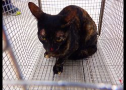 南投縣公立動物收容所,編號:469808, 混種貓                 