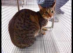 南投縣公立動物收容所,編號:469809, 混種貓                 