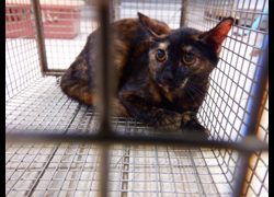 南投縣公立動物收容所,編號:469813, 混種貓                 