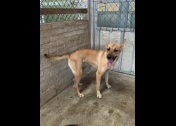 彰化縣流浪狗中途之家臨時收容所,編號:469818, 混種犬          