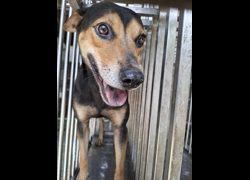 臺南市動物之家善化站,編號:469827, 混種犬          