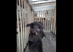 臺南市動物之家善化站,編號:469824, 混種犬          