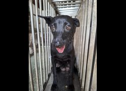臺南市動物之家善化站,編號:469830, 混種犬          