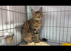 新北市板橋區公立動物之家,編號:469829, 混種貓                 