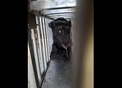 臺南市動物之家善化站,編號:469835, 混種犬          