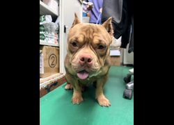 彰化縣流浪狗中途之家臨時收容所,編號:469836, 美國惡霸犬