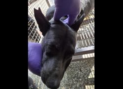臺南市動物之家善化站,編號:469837, 混種犬          