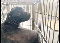 臺北市動物之家,編號:469850, 混種犬          