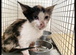 臺北市動物之家,編號:469851, 混種貓                 