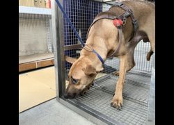 臺北市動物之家,編號:469852, 混種犬          