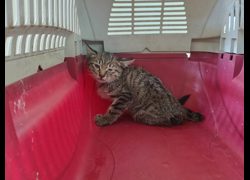 新竹市動物保護教育園區,編號:469861, 混種貓                 