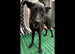 臺東縣動物收容中心,編號:469862, 混種犬          