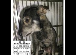 雲林縣流浪動物收容所,編號:469446, 混種犬          