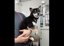 彰化縣流浪狗中途之家臨時收容所,編號:469880, 柴犬                  