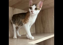 新北市瑞芳區公立動物之家,編號:469879, 混種貓                 