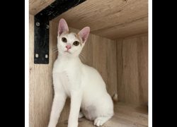 新北市瑞芳區公立動物之家,編號:469882, 混種貓                 
