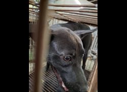 臺南市動物之家善化站,編號:469887, 混種犬          