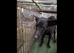 臺南市動物之家善化站,編號:469888, 混種犬          
