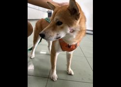 臺南市動物之家善化站,編號:469891, 柴犬                  
