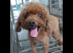 臺南市動物之家灣裡站,編號:469834, 混種犬          