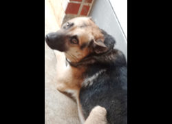 宜蘭縣流浪動物中途之家,編號:469792, 混種犬          