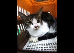 宜蘭縣流浪動物中途之家,編號:469896, 混種貓                 