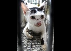 宜蘭縣流浪動物中途之家,編號:469898, 混種貓                 