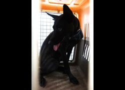 宜蘭縣流浪動物中途之家,編號:469900, 混種犬          