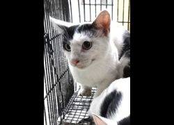 宜蘭縣流浪動物中途之家,編號:469899, 混種貓                 