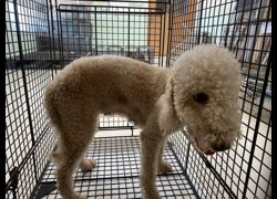 金門縣動物收容中心,編號:469901, 阿富汗獵犬               