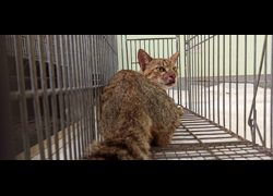 金門縣動物收容中心,編號:469902, 混種貓                 
