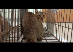 金門縣動物收容中心,編號:469903, 混種貓                 